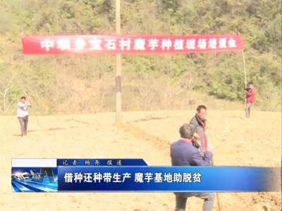 借种还种带生产 魔芋基地助扶贫 