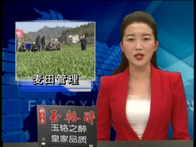 县农业局开展科技下乡加强麦田管理 