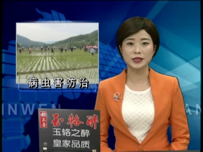 房县全面打响稻水象甲防控歼灭战