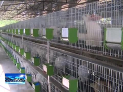 房县新闻20170511