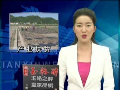 窑淮镇发展辣椒种植产业 助力精准扶贫