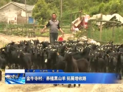 金牛寺村：养殖黑山羊 拓展增收路