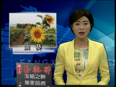 化龙堰镇油葵进入盛花期 长势喜人