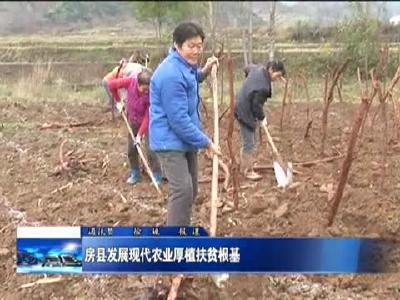 房县发展现代农业厚植扶贫根基