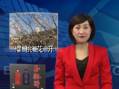 城关镇八里樱桃花美景 如诗如画