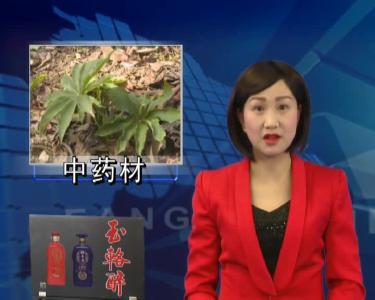 万峪河乡小坪村：创新“种植模式”  带动群众增收致富