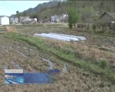 土城镇：大力发展糯稻产业 助力精准扶贫