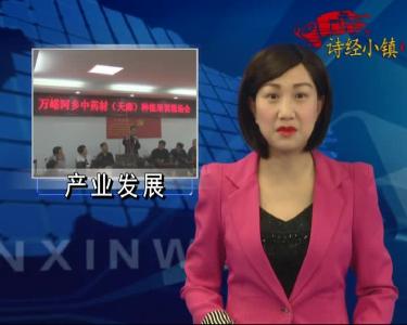 万峪河乡大力发展天麻种植产业 助农增收致富
