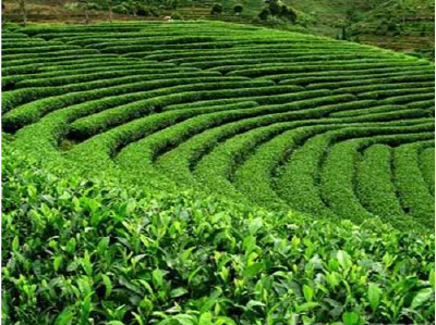 竹山2家茶叶公司在省级产业化联合体榜上有名