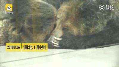 荆州动物园别的动物去暖气房过冬了，老虎独自挨冻一脸羡慕