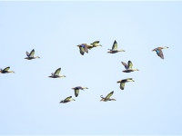 【靈秀湖北·生靈歡歌】首次發現！斑嘴鴨、綠頭鴨在荊州大規模繁殖