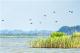 【靈秀湖北·生靈歡歌】首次發現！斑嘴鴨、綠頭鴨在荊州大規模繁殖