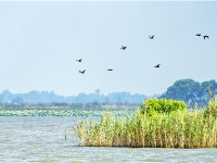 【靈秀湖北·生靈歡歌】首次發現！斑嘴鴨、綠頭鴨在荊州大規模繁殖