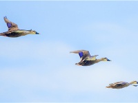 【靈秀湖北·生靈歡歌】首次發現！斑嘴鴨、綠頭鴨在荊州大規模繁殖