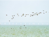 【靈秀湖北·生靈歡歌】首次發現！斑嘴鴨、綠頭鴨在荊州大規模繁殖