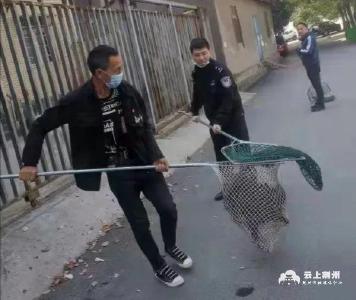 【創文進行時】沙市公安文明養犬專項治理行動初見成效