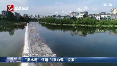 “臭水河”还清 引来白鹭“安家”
