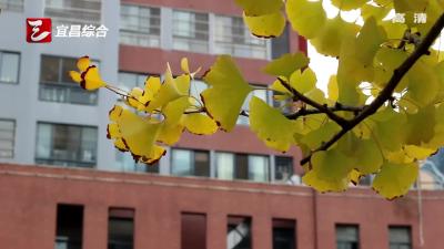 当阳热心市民：“生命”人梯