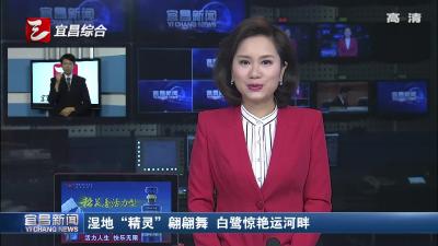 湿地“精灵”翩翩舞 白鹭惊艳运河畔