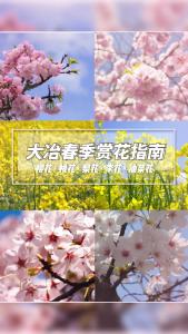 大冶春季赏花全攻略来啦~你都打卡了吗