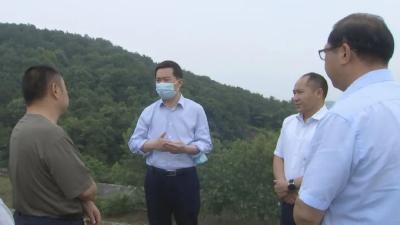 陈风检查指导防汛备汛工作