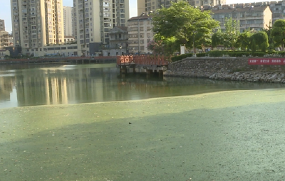“月塘湖”变“臭水塘” 武穴城区的靓丽风景线竟成这般模样