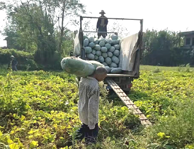 龙坪镇新洲村1500多亩冬瓜地里躺满了“金娃娃”