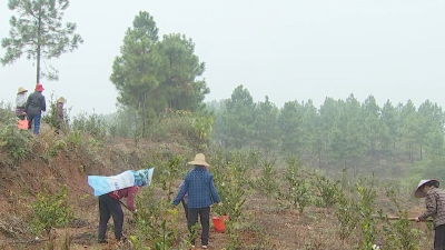 四望镇：建设“油茶小镇” 做实生态经济