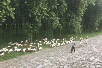 一稻、二菜、三瓜、四养，龙坪镇壮大发展特色产业助力乡村振兴