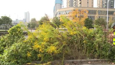 铲除“一枝黄花”确保城区生态安全