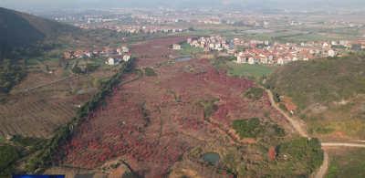 武穴超盟花木园林基地：红枫惊艳绽放 文旅发展助力乡村振兴