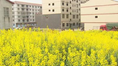 人人手植一棵树 绿满四望齐助力