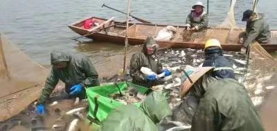 真牛！这个镇一年从水里“捞出”6000万