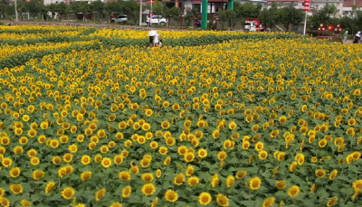 上桂村：向日葵花盛开  开出乡村振兴好前景