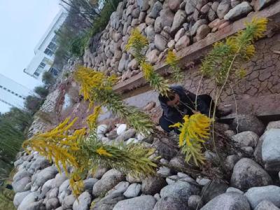 校园一角惊现“加拿大一枝黄花”？铲ta没商量