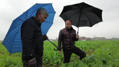 应对低温雨雪天气  武穴200余名农技人员田间地头忙“支招”