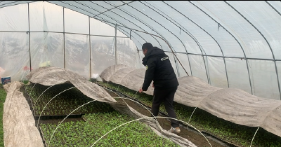 寒潮来袭 我市积极应对保障蔬菜供应