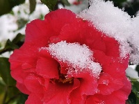 【图集】三月降下“桃花雪” 这里风光惹人醉！