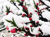【图集】三月降下“桃花雪” 这里风光惹人醉！