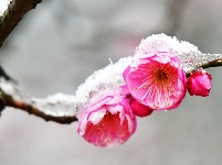 【图集】三月降下“桃花雪” 这里风光惹人醉！