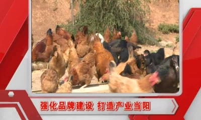 当阳新闻 2016-10-18.mp4