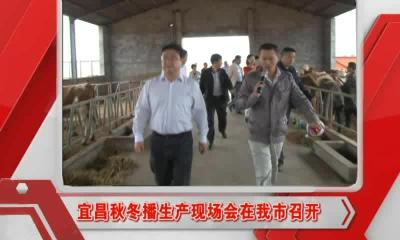 当阳新闻 2016-10-11.mp4