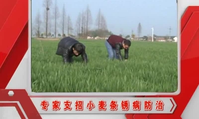 当阳新闻 2017-02-09
