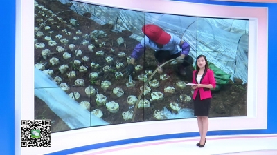 －－花园镇：加盖地膜及时栽种　 灵芝种植有技巧