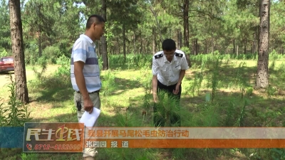 －－我县开展马尾松毛虫防治行动
