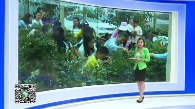 －－蓝莓成熟季  采摘正当时