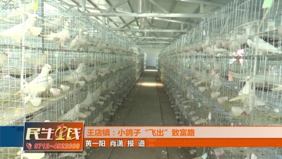 －－王店镇：小鸽子“飞出”致富路
