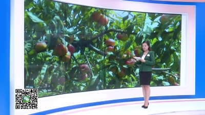 －－桃子市场俏  品种要更新