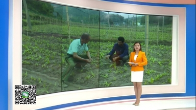 －－中药白芨价值高  科学种植很重要