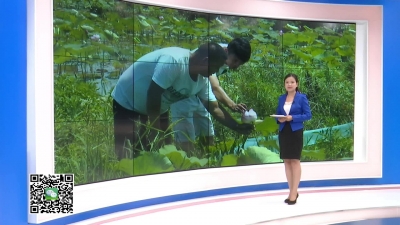 －－白沙镇：莲田绽放幸福花 兄弟齐心“坐等”丰收